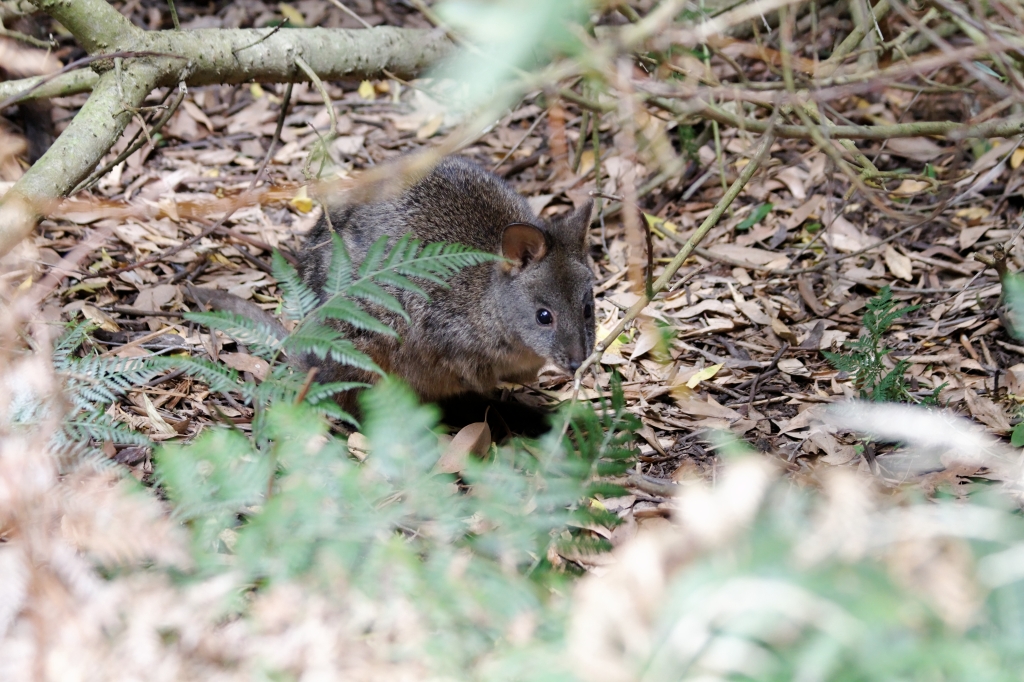 21 - The Nut (4).jpg